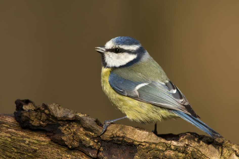 Pimpeltje - Vogels - Pimpelmees