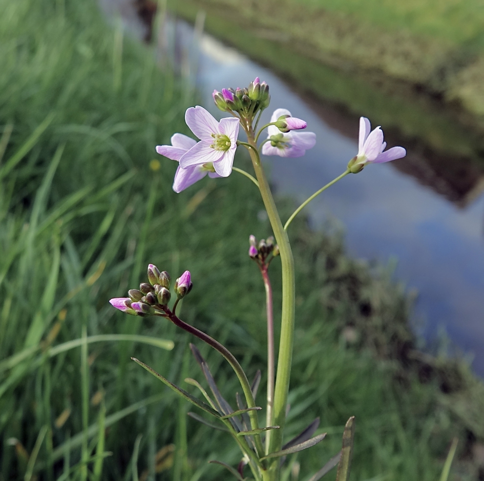 Pinksterbloem - Planten - Pinksterbloem