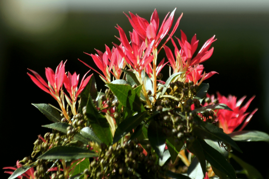 Plant (Rotsheide) - Planten - Rotsheide