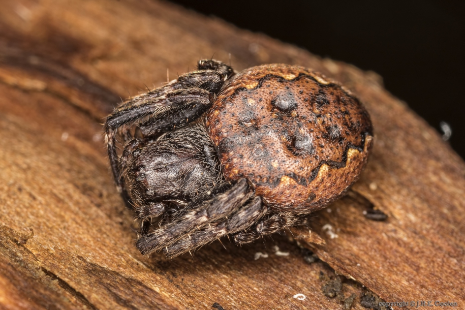 Platte wielwebspin (Nuctenea umbratica) - Geleedpotigen - Platte wielwebspin