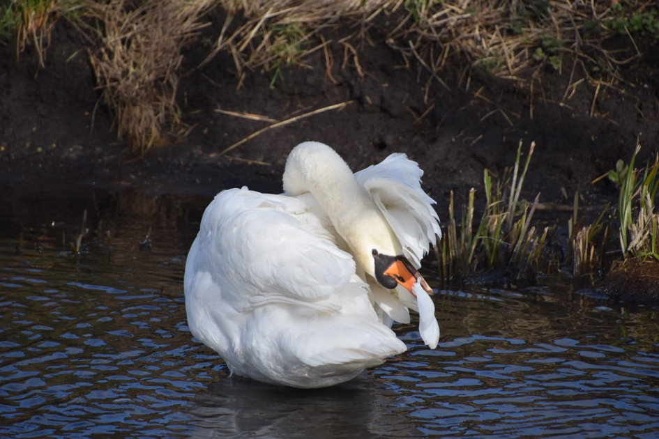 Poetsen - Vogels - 