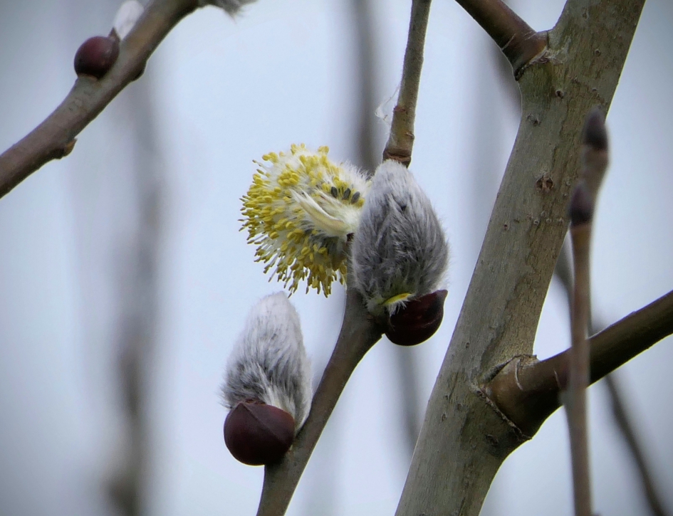 "Poezelig" - Planten - Wilgenkatjes
