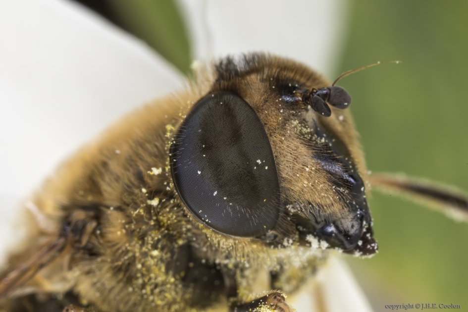 Portret van een..... - Geleedpotigen - Blinde bij
