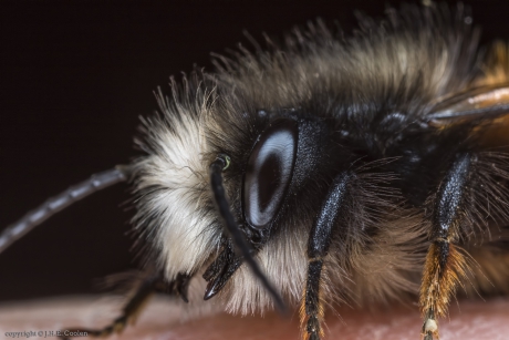 Portret van een.....