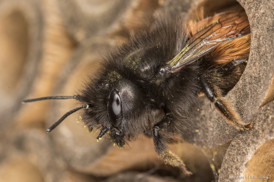 Portret van een..... - Geleedpotigen - Gehoornde metselbij