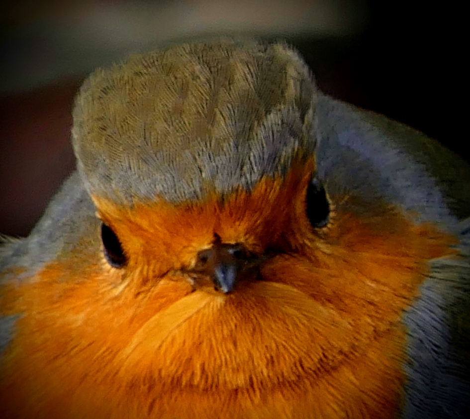 Portretje van een... - Vogels - Roodborst