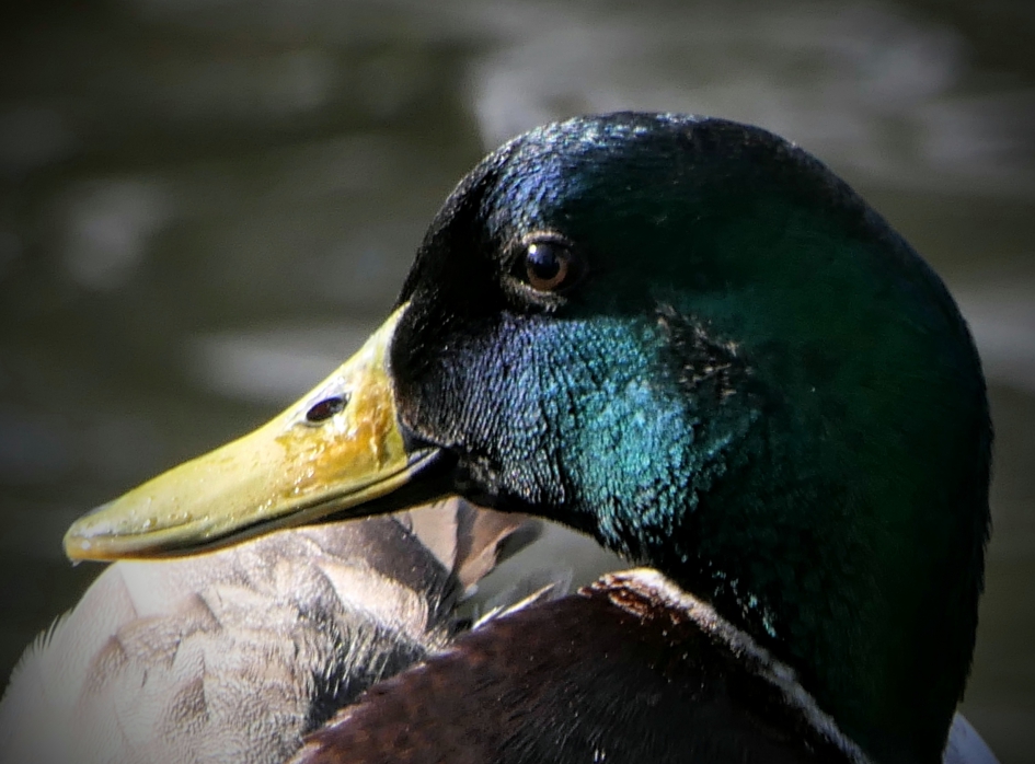 Portretje van een... - Vogels - Wilde eend