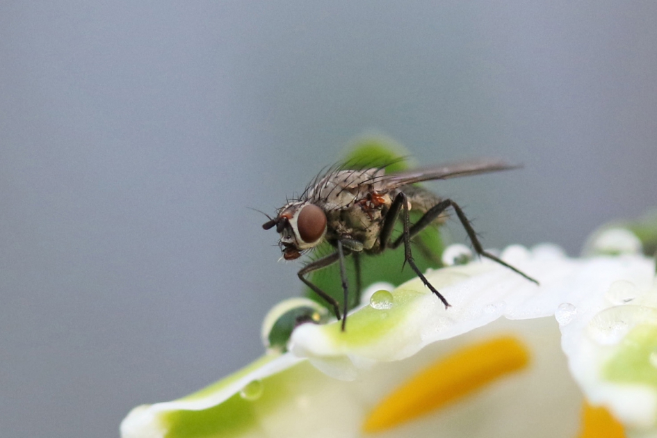 Poserend vliegje - Geleedpotigen - 