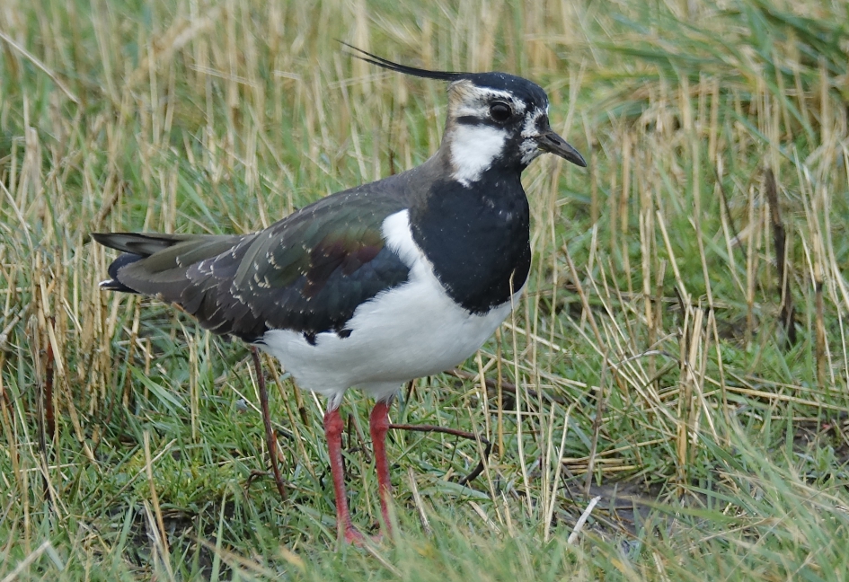 Pracht Kuif - Vogels - Kievit
