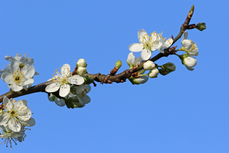 Pruimenbloesem - Planten - 