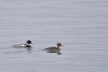 punk, wie kent het nog