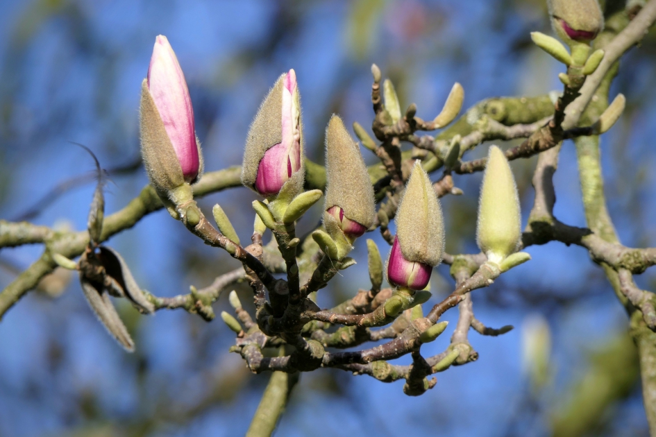 "Puntmutsjes" - Planten - 