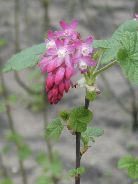Ribes
