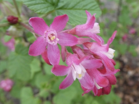 Ribes
