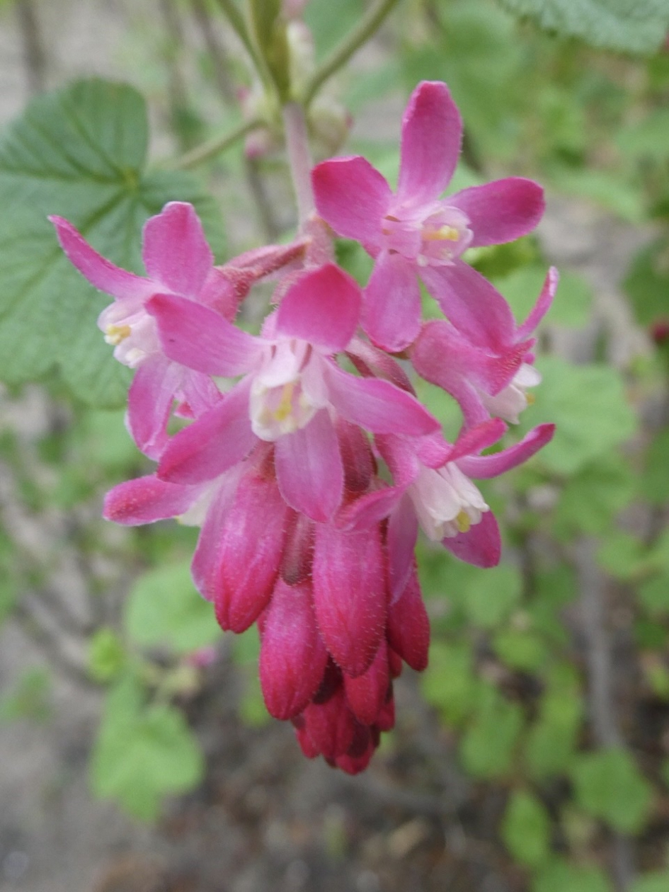 Ribes - Planten - 