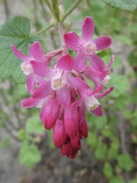 Ribes