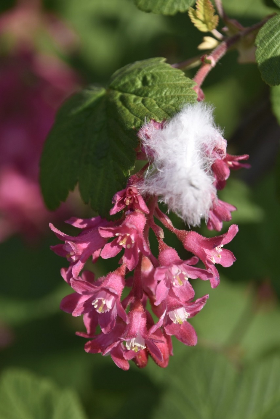 Ribes - Planten - 