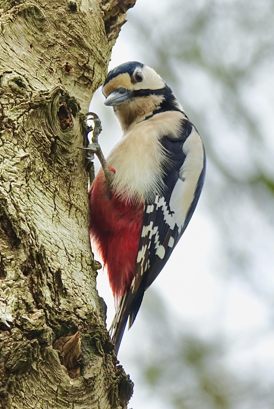 Rode broek - Vogels - Grote Bonte Specht