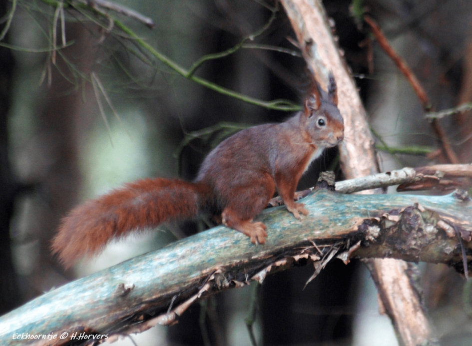 Rode Eekhoorn - Zoogdieren - Rode Eekhoorn