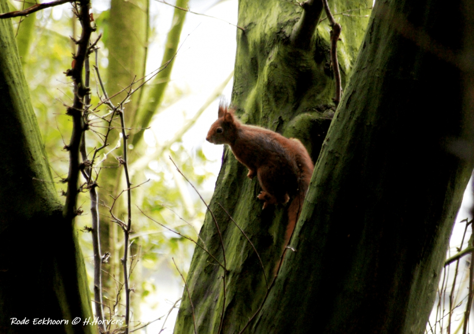 Rode Eekhoorn - Zoogdieren - Rode Eekhoorn