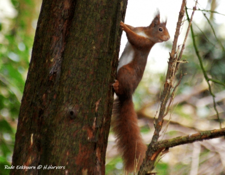 Rode Eekhoorn