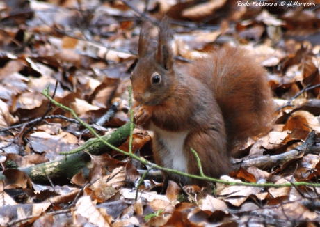 Rode Eekhoorn