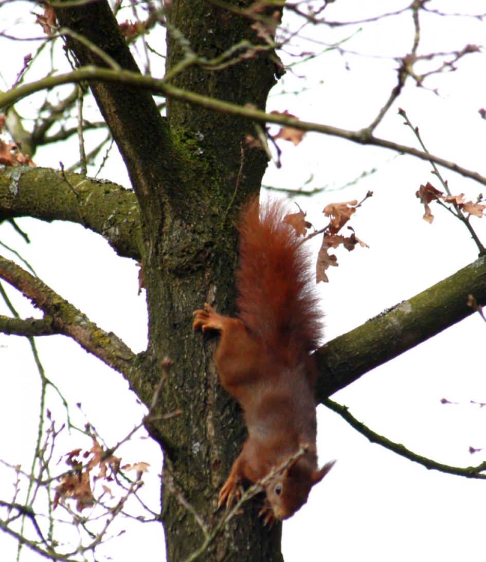 Rode Eekhoorn - Zoogdieren - Rode Eekhoorn