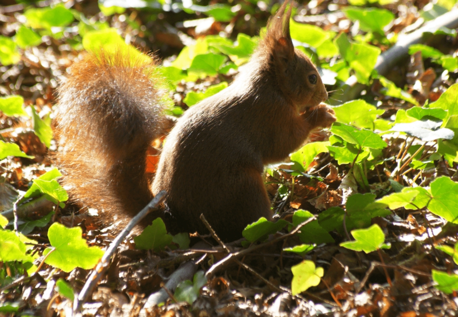 Rode Eekhoorn - Zoogdieren - Rode Eekhoorn