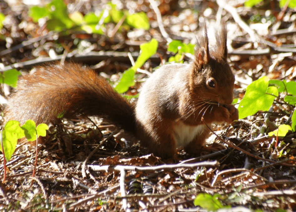 Rode Eekhoorn - Zoogdieren - Rode Eekhoorn