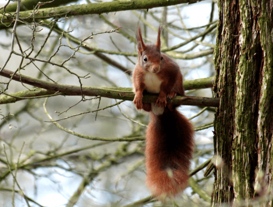 Rode Eekhoorn - Zoogdieren - Rode Eekhoorn