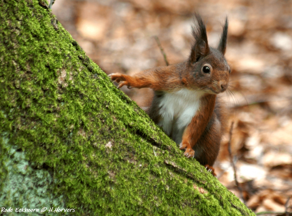 Rode Eekhoorn. - Zoogdieren - Rode Eekhoorn.