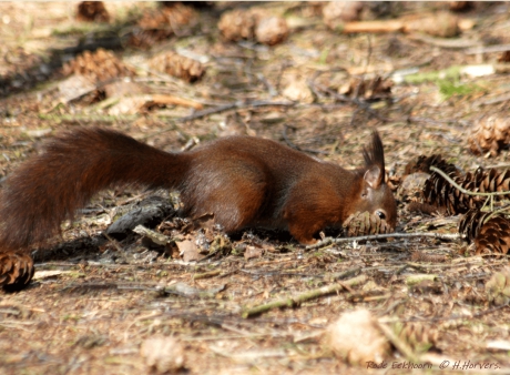 Rode Eekhoorn