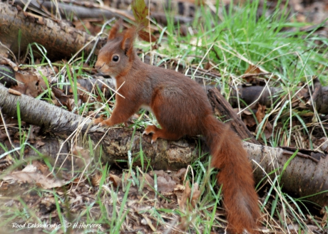 Rood Eekhoorntje