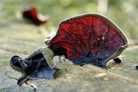 Rood Oor op een boomstam