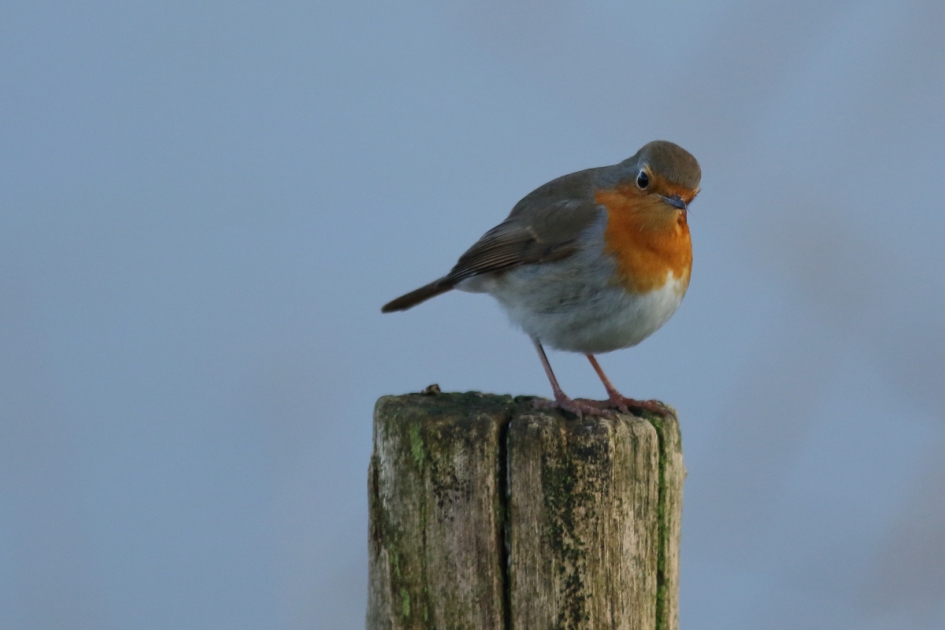 roodborst - Vogels - roodborst