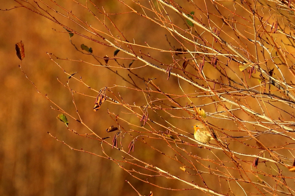 roodborst - Vogels - roodborst