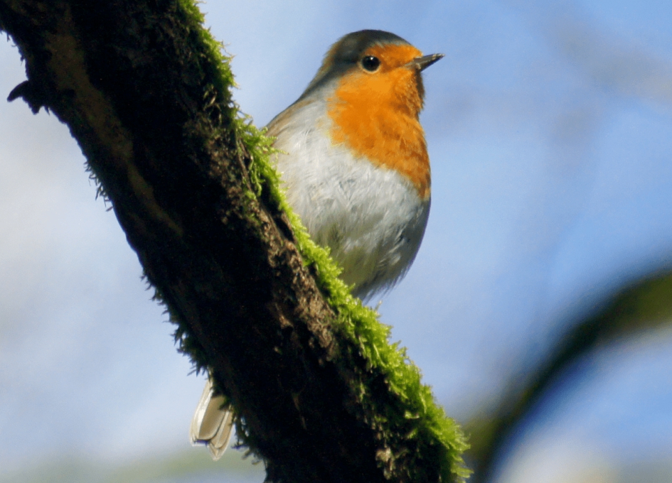 Roodborstje - Vogels - Roodborstje