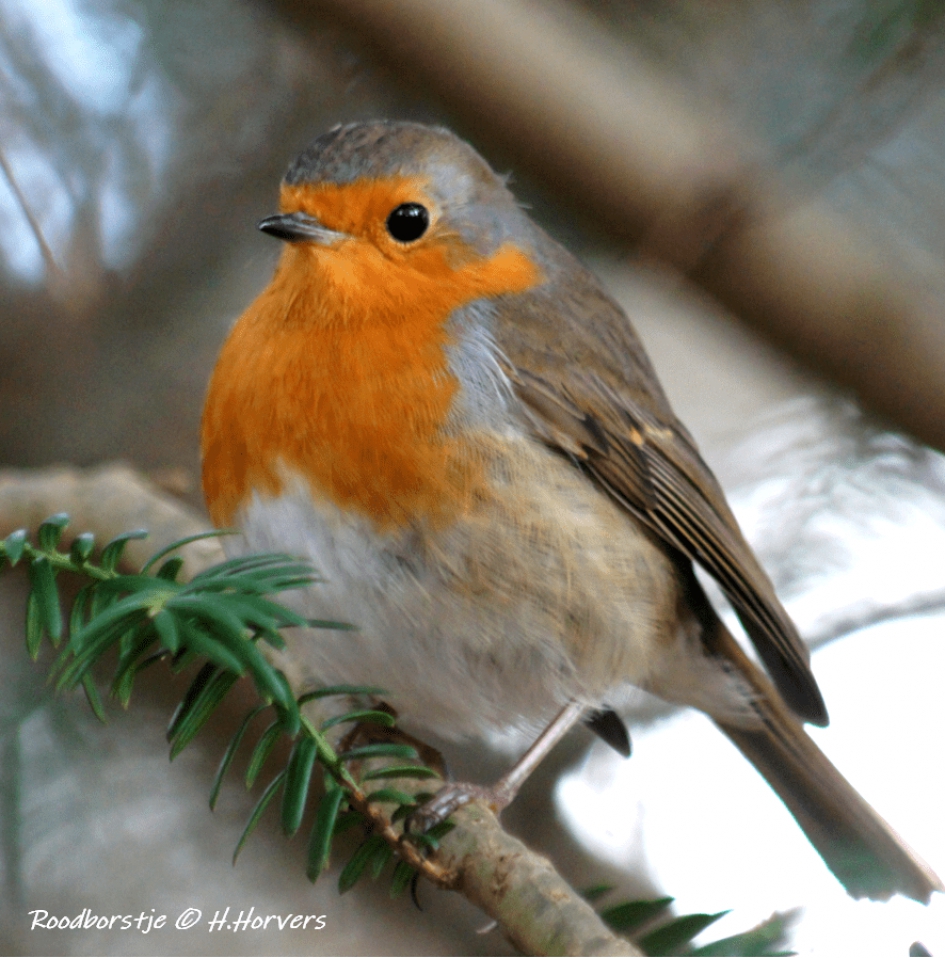 Roodborstje - Vogels - Roodborstje