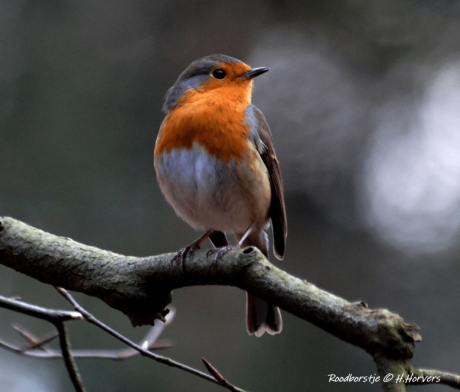 Roodborstje