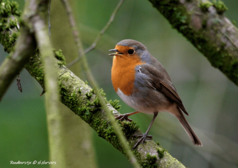 Roodborstje - Vogels - Roodborstje