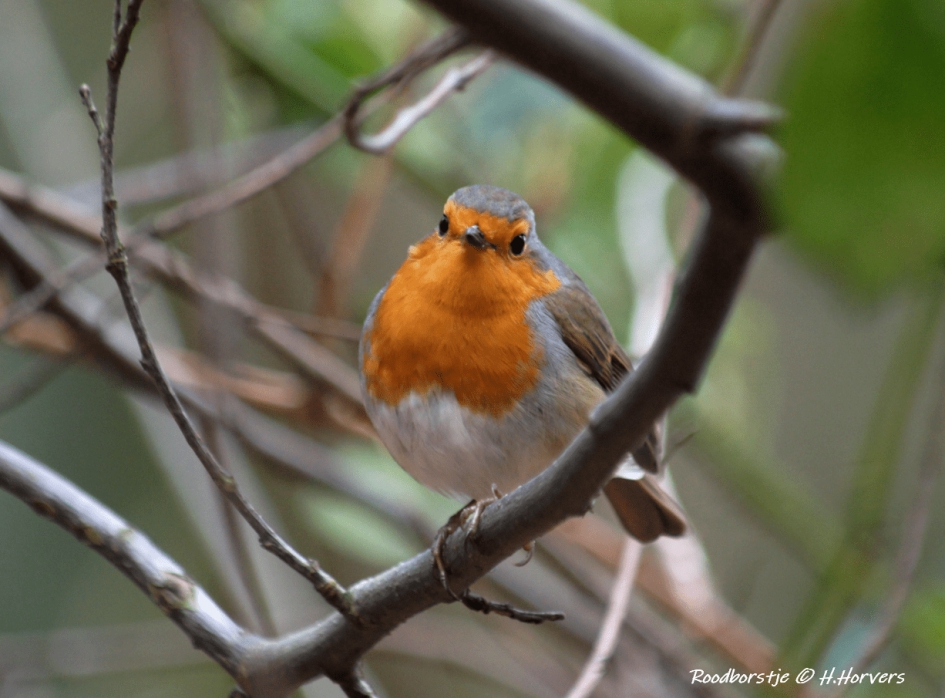 Roodborstje - Vogels - Roodborstje