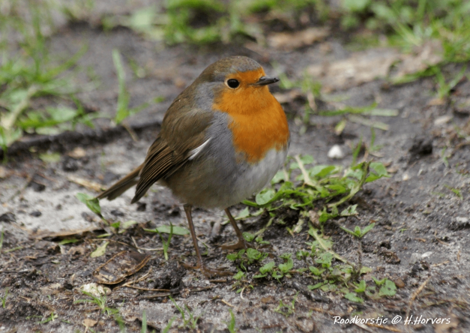 Roodborstje. - Vogels - Roodborstje.
