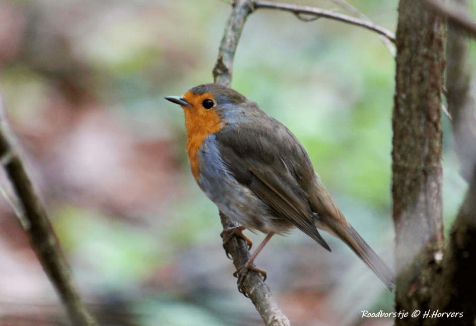 Roodborstje - Vogels - Roodborstje