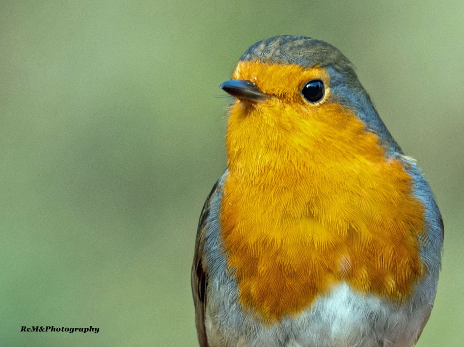 Roodborstje. - Vogels - Roodborstje.
