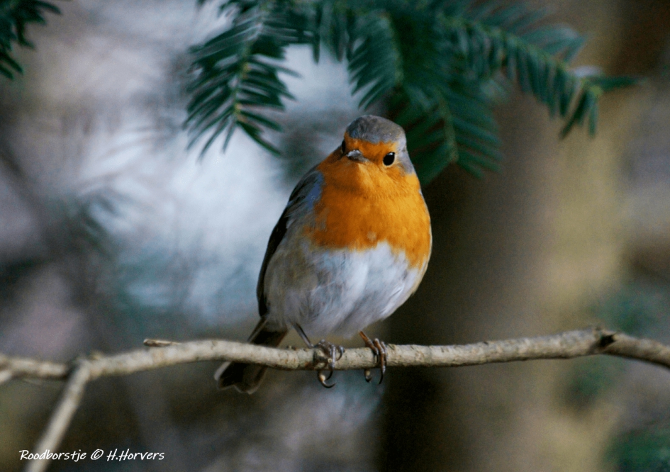 Roodborstje - Vogels - Roodborstje