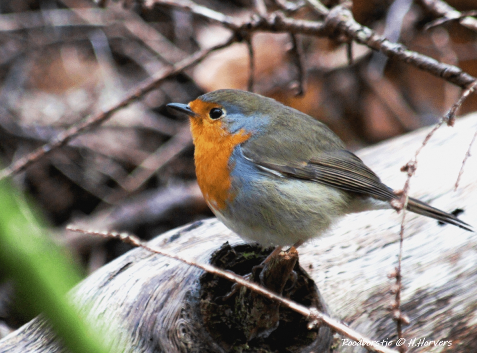 Roodborstje - Vogels - Roodborstje