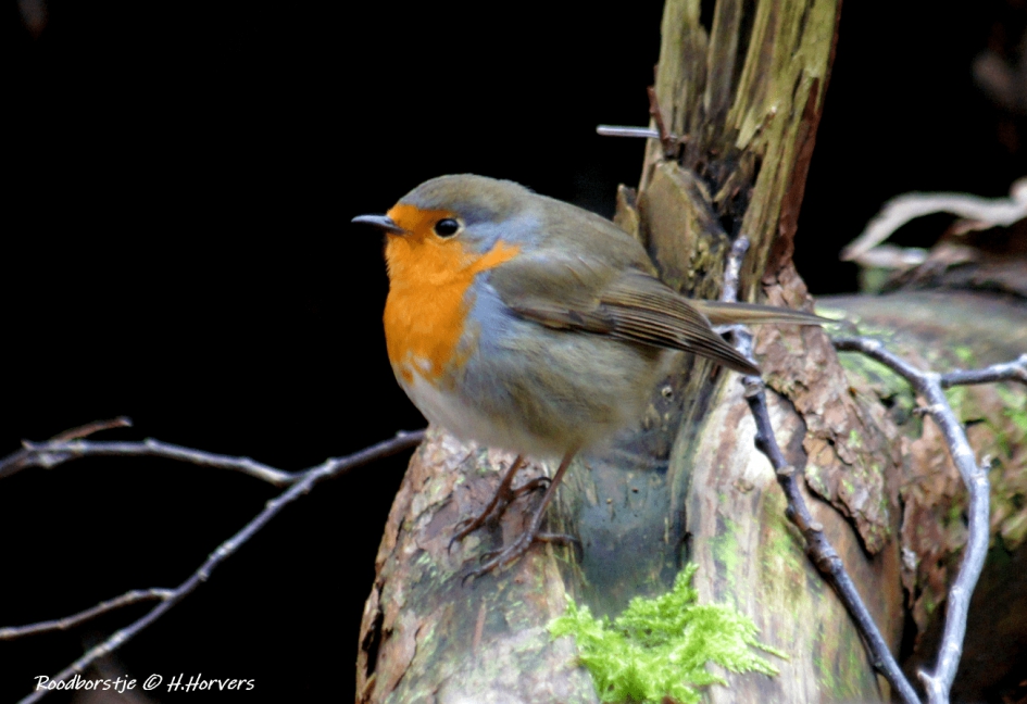 Roodborstje - Vogels - Roodborstje