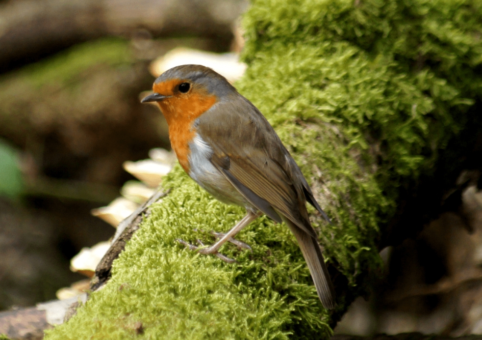 Roodborstje - Vogels - Roodborstje
