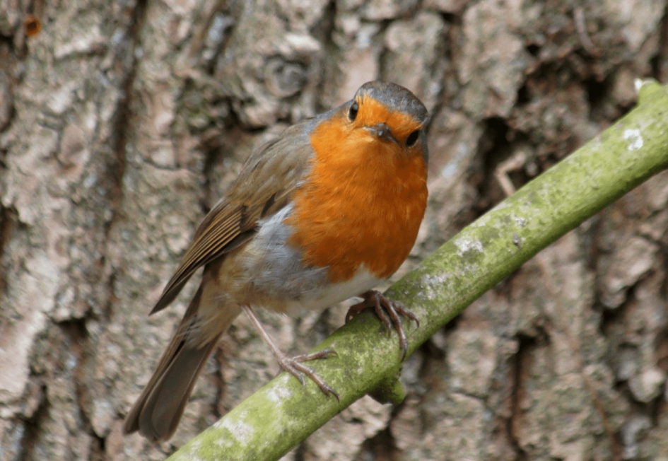 Roodborstje - Vogels - Roodborstje