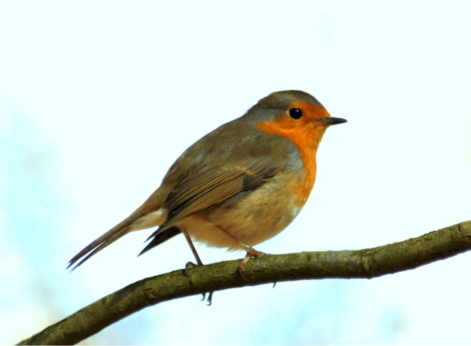 Roodborstje - Vogels - Roodborstje